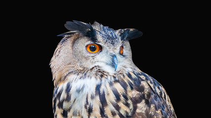 Owl on dark background.