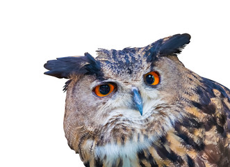 Owl on white background.