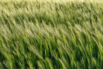 Nice rolling green field. Agricultural field with barley. Beautiful field of cereals (wheat, barley, oats) green on a sunny spring day.