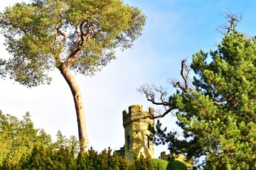 Fototapeta premium Castle behind tall trees 