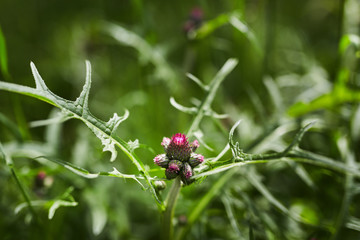 Ostropest plamisty © Krystian Gacek