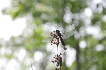 close up detail of dragonfly. dragonfly image is wild with green and bokeh background.
