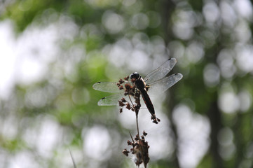 close up detail of dragonfly. dragonfly image is wild with green and bokeh background.