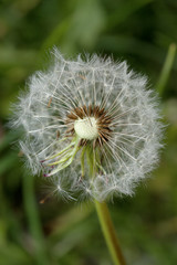 dandelion on a green background