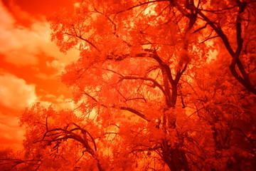 foto con filtro infrarrojo 