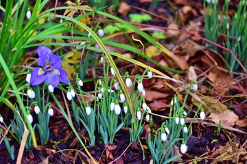 
Snowdrops and Blue bright flower in the forest