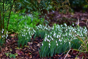 Snowdrops in the forrest
