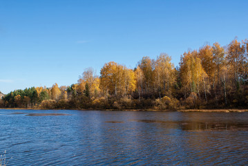 Obraz premium Picturesque autumn forest on the banks of the Siberian river