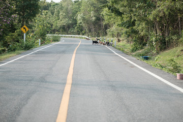Stray dogs live on the roads in the forest Dirty and hungry, waiting for food.