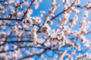 Blooming apricot on a warm spring April day.
