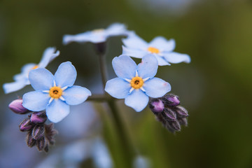 Meadow plant background: blue little flowers - forget-me-not close up and green grass. Shallow DOF