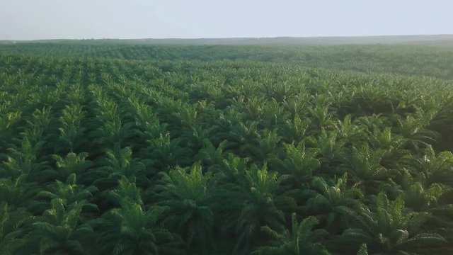 Aerial View Palm Oil Tree Plantation sunset 4K Indonesia