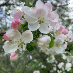 apple tree blossom with nice pinkish shades.
Beautiful blossom of an apple tree. 