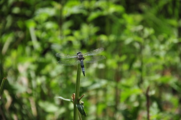dragonfly on a branch