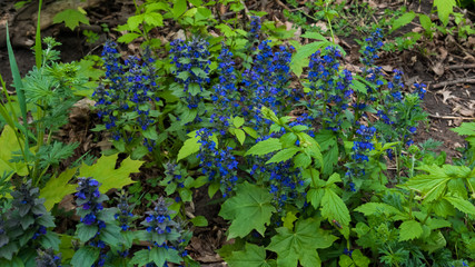Ajuga genevensis blue and purple flowers, growing on the ground among grass and leaves in the forest. Macro shooting, closeup