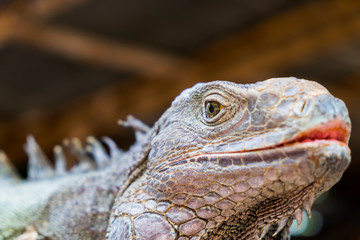 iguana
