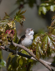 Lesser Whitethroat singing on a branch in a park in Stockholm