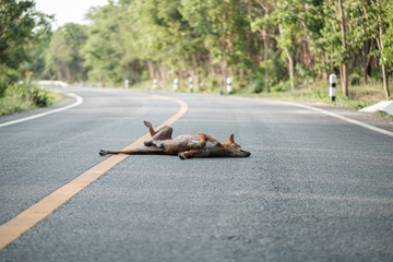 Stray dogs live on the roads in the forest Dirty and hungry, waiting for food.