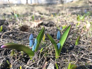 spring onions in the garden