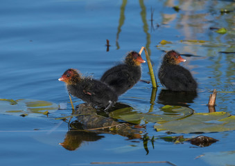 Eurasian coot chicks on water lilies leafs in a pond in Stockholm