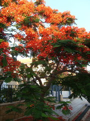 no edit nature beautiful flowering tree Cyprus