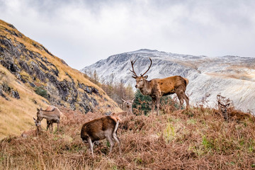 Stag at Glen Etive, Ballachulish in the dramatic highlands of scenic Scotland, fantastic adventure travel destination or holiday vacation to view picturesque scenery at sunrise or sunset