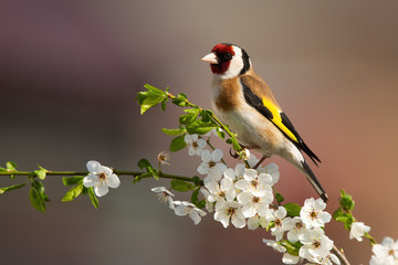 Colorful male of european goldfinch, carduelis carduelis, sitting on twig of tree with blossoming flowers in springtime. Bird with red stripe over eye and yellow plumage on wings. - obrazy, fototapety, plakaty