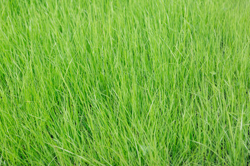 Green lush grass on a sunny day.