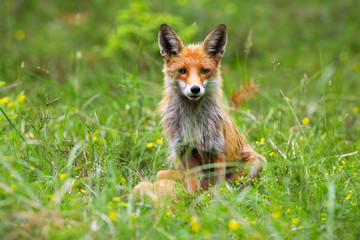 Attentive red fox, vulpes vulpes, observing the surrounding of the wildflower meadow in springtime. Fox with fluffy orange fur sitting in the forest. Female predator in the forest. Concept of freedom.