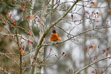 robin on branch