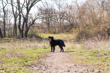 Fototapeta na wymiar A stray dog ​​roams in a landing on a warm spring day.