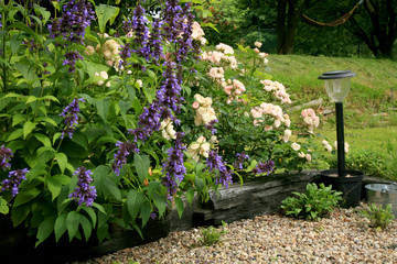 A nook in the backyard garden with roses and Cuban catnip. Insect-friendly blooming garden.