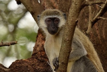 Monkey on the tree