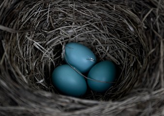Robin's eggs in a nest 