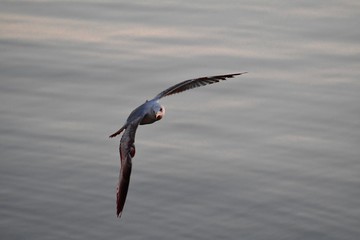 seagull in flight