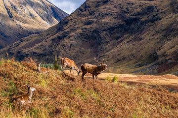 Stag at Glen Etive, Ballachulish in the dramatic highlands of scenic Scotland, fantastic adventure travel destination or holiday vacation to view picturesque scenery at sunrise or sunset