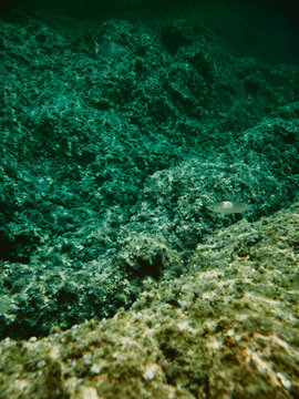 coral reef in the ocean