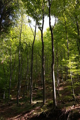 beech forest