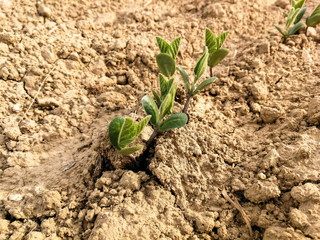 Small soybean plants grow in a field