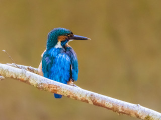 Eisvogel
