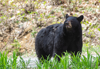 Fototapeta na wymiar Closeup of a young female American Black Bear in natural surroundings.
