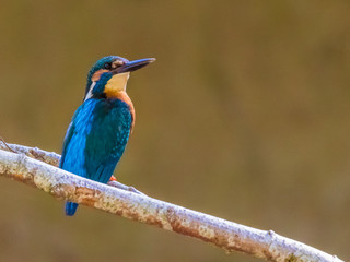 Eisvogel