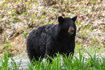 Closeup of a young female American Black Bear in natural surroundings.