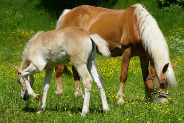 Naklejka na ściany i meble Beautiful haflinger breed horse mare with a young foal