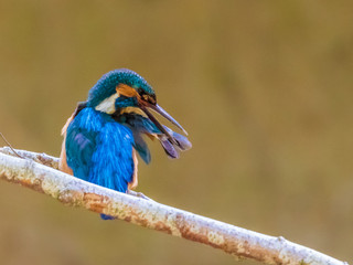 Eisvogel