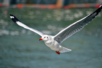 seagull in flight with freedom