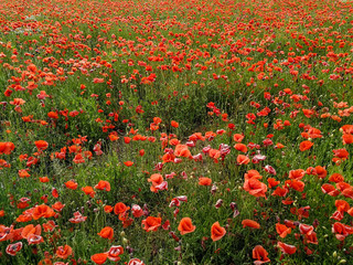 View on a field of wild poppy flowers