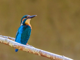 Eisvogel