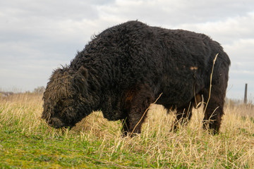 A buffalo in a nature resort Nijmegen