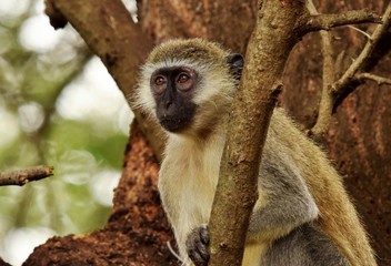 vervet monkey on the tree